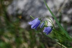 Mittwochsblümchen