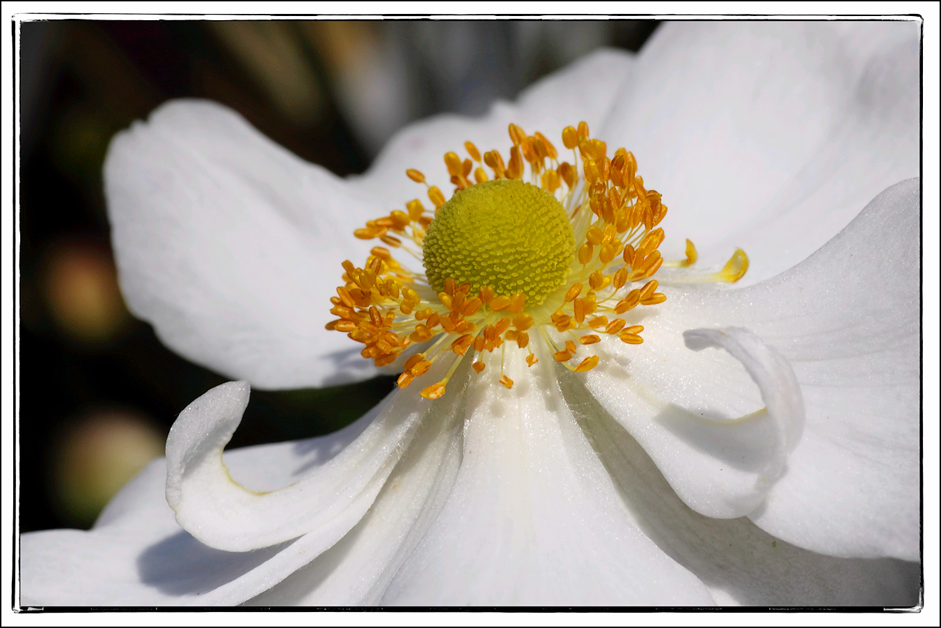 Mittwochsblümchen