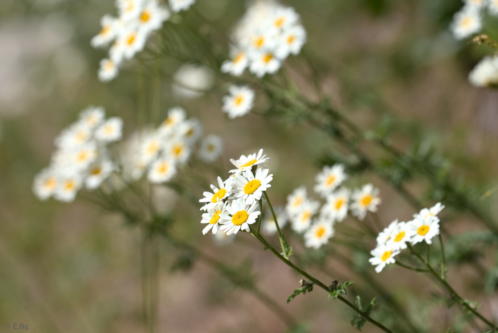 Mittwochsblümchen