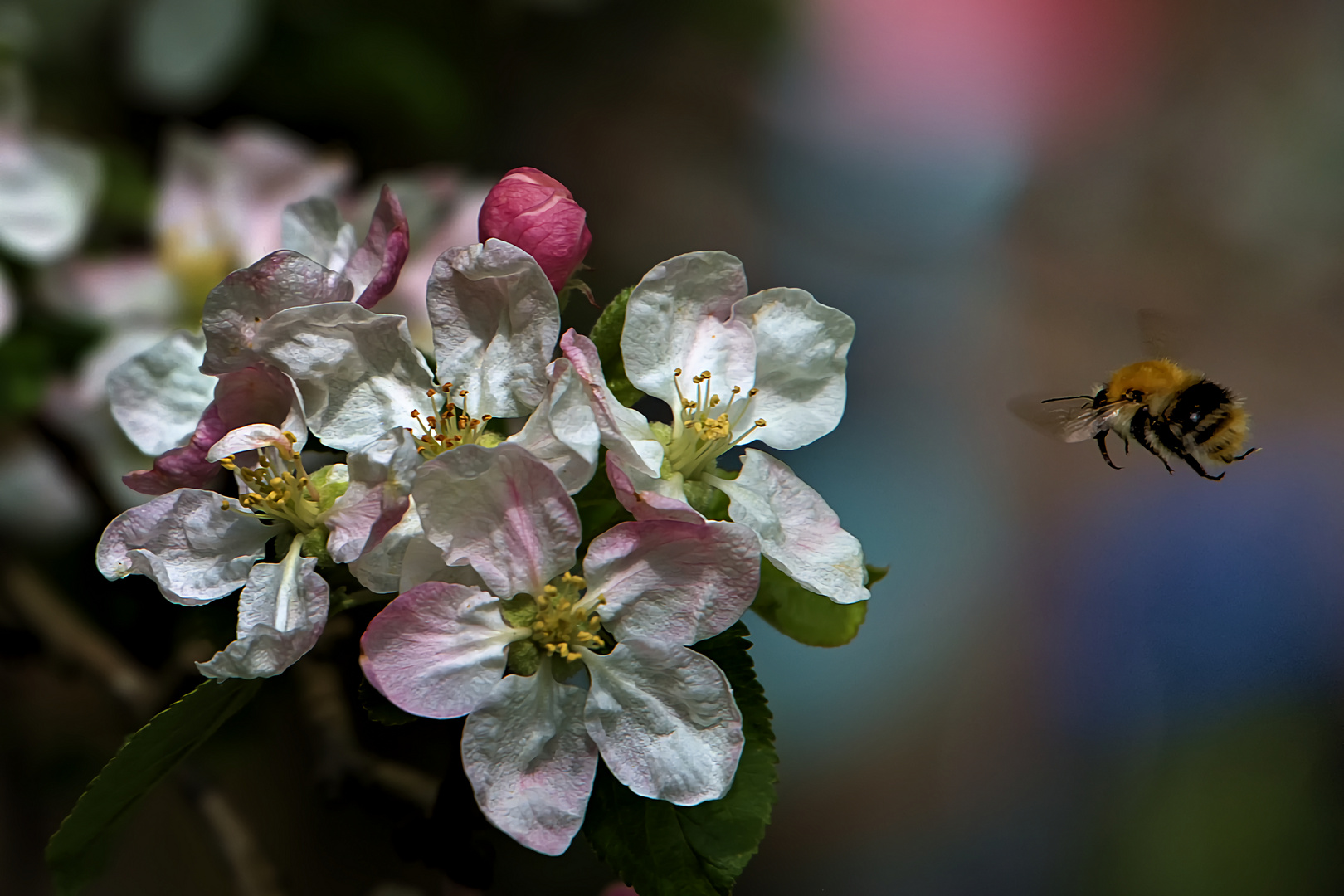 Mittwochsblümchen