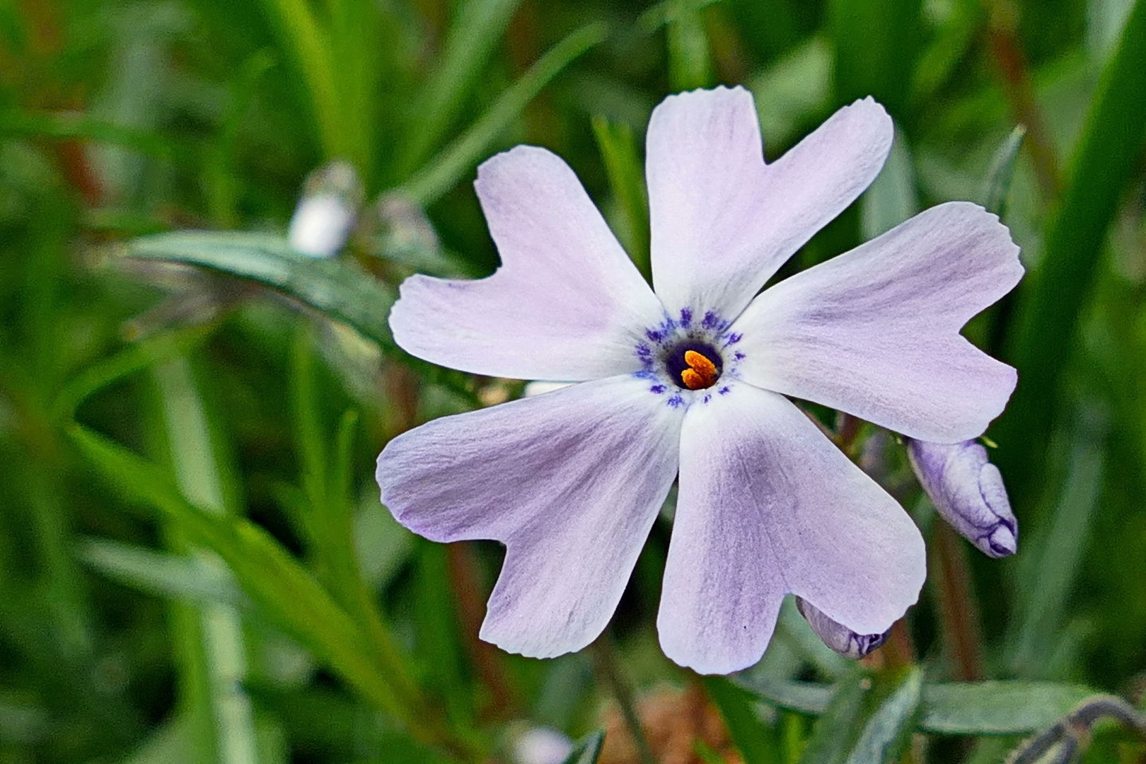 Mittwochsblümchen