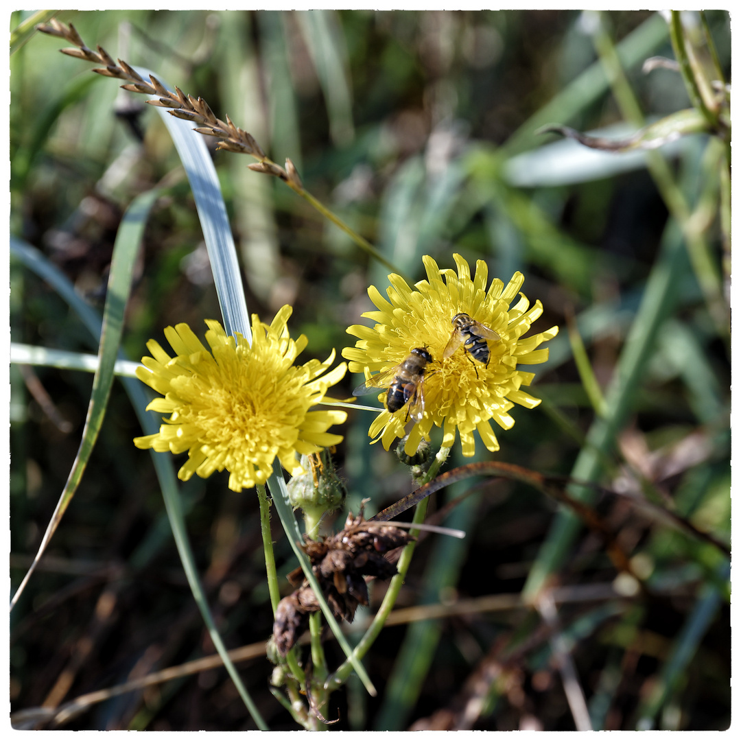 Mittwochsblümchen - eben in den Salzwiesen vor Harlesiel 