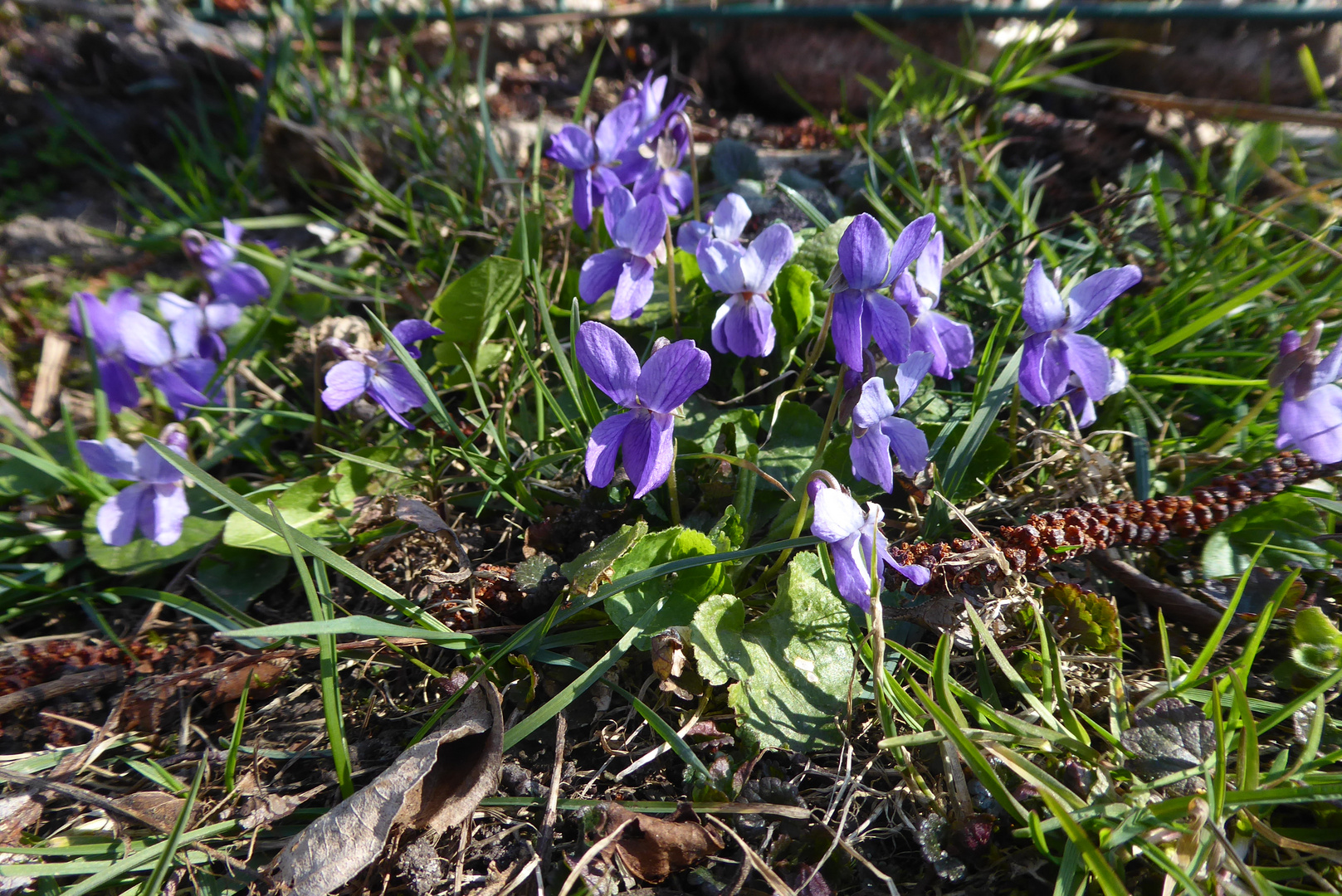 Mittwochsblümchen