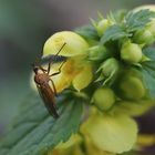 Mittwochsblümchen Echte Goldnessel mit Tanzfliege