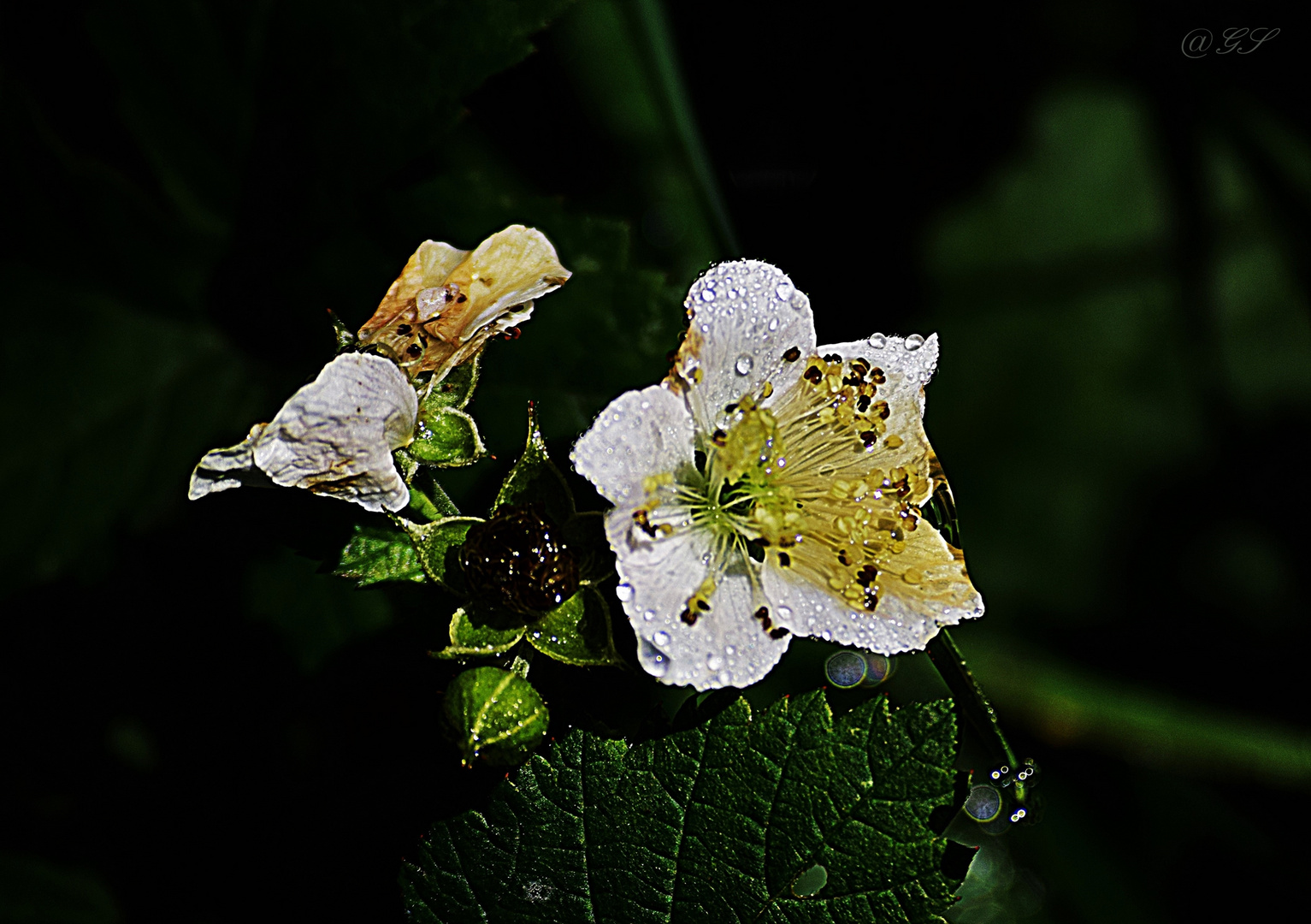 Mittwochsblümchen