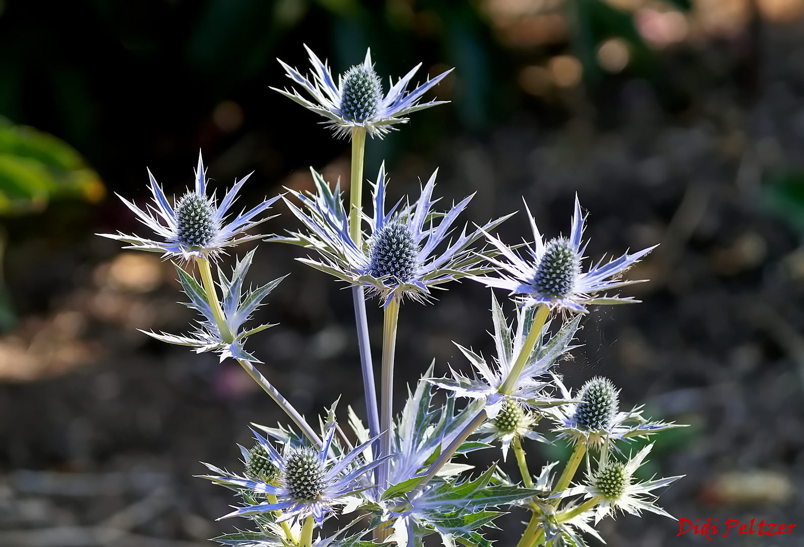 Mittwochsblümchen: Edeldistel: Alpen-Mannstreu (Eryngium alpinum) ...