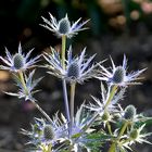 Mittwochsblümchen: Edeldistel: Alpen-Mannstreu (Eryngium alpinum) ...