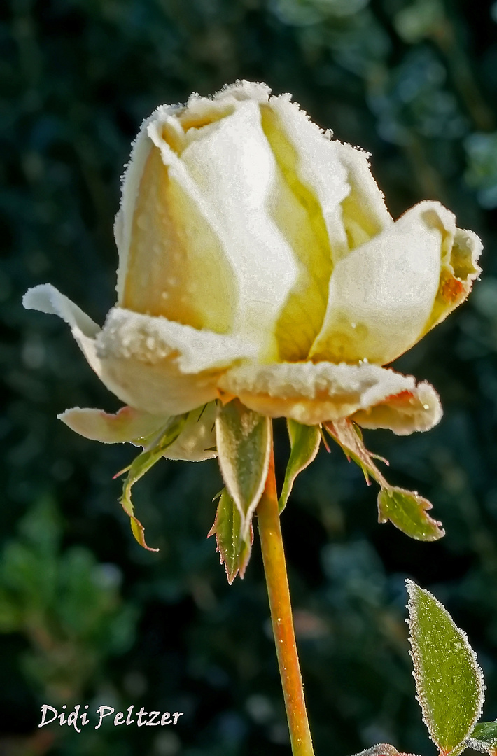 Mittwochsblümchen: Edelrose im Dezember ...