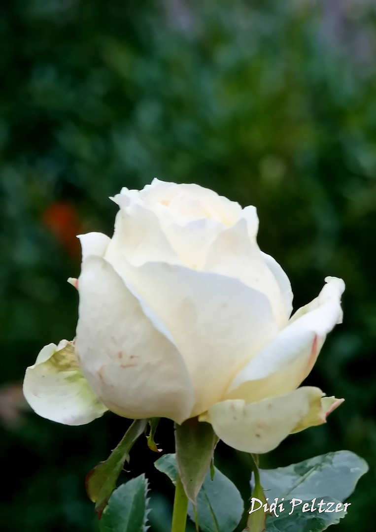 Mittwochsblümchen: Edelrose im Dezember ...