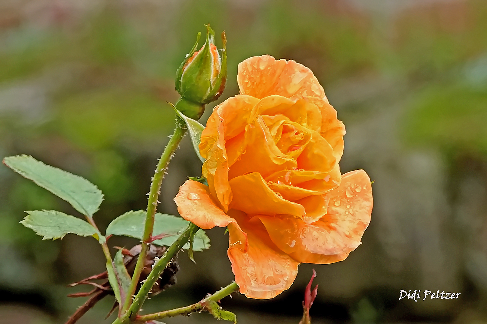 Mittwochsblümchen: Edelrose im Oktober ...