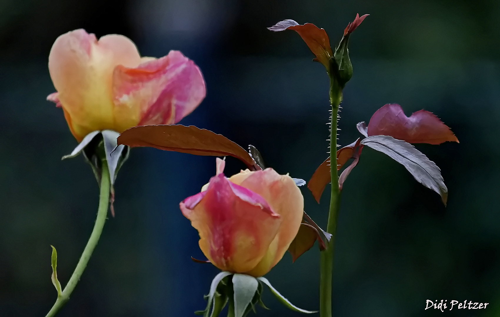 Mittwochsblümchen: Edelrosen (Gloria Dei) im Abendlicht ... 