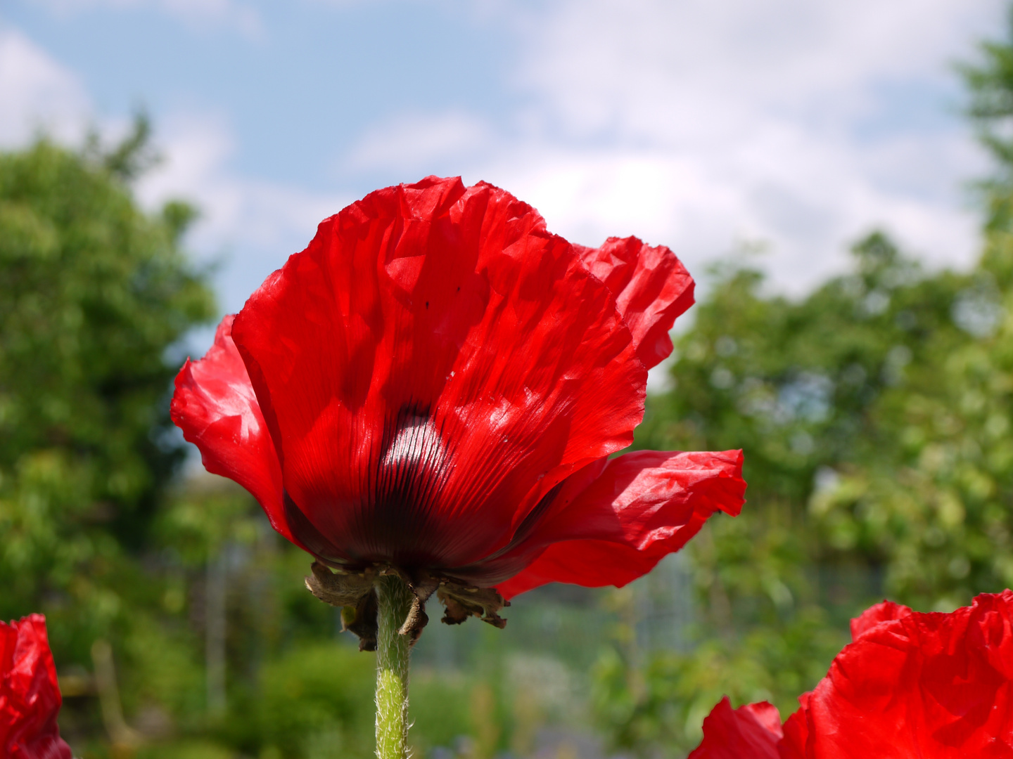 Mittwochsblümchen