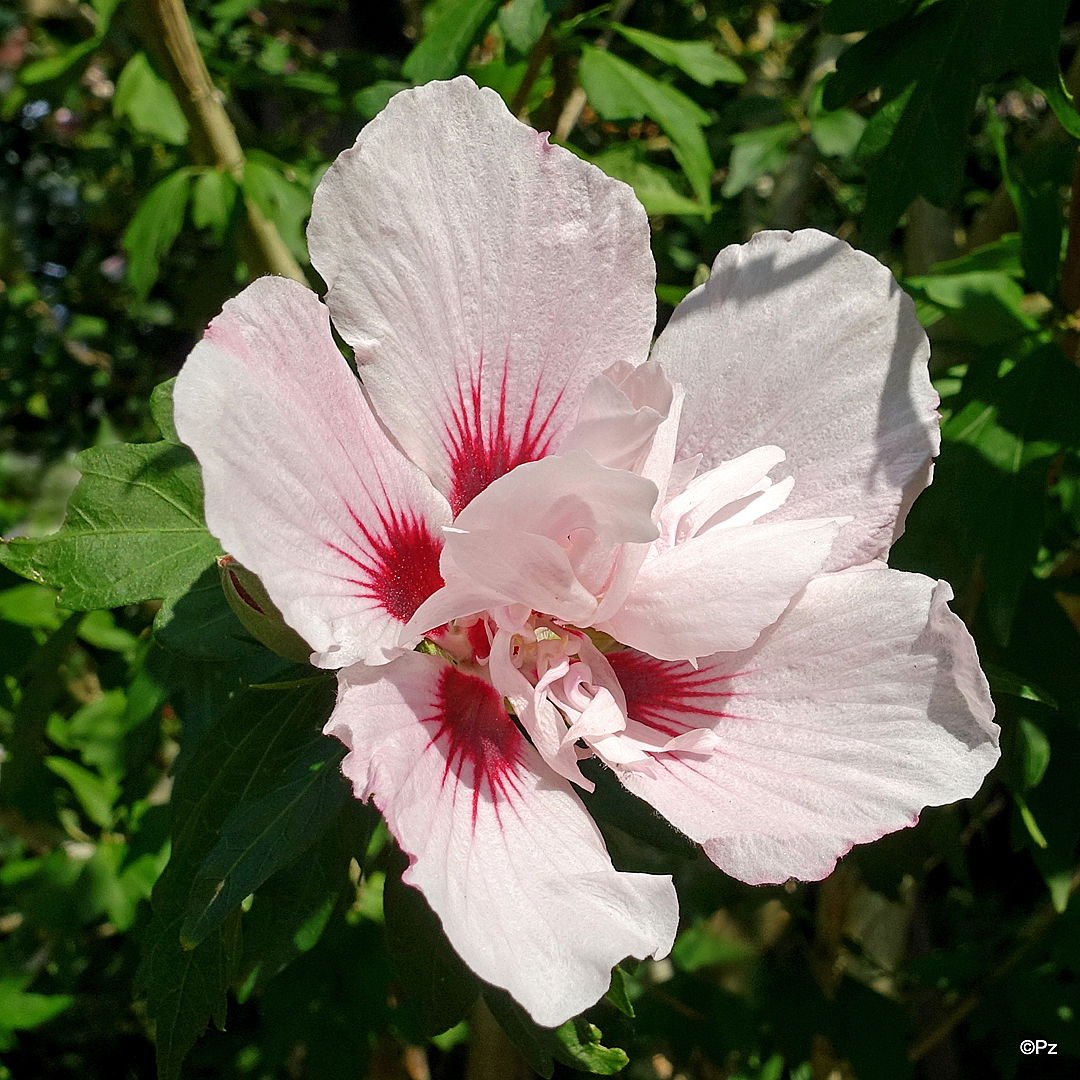 Mittwochsblümchen: Eibischblüte ...