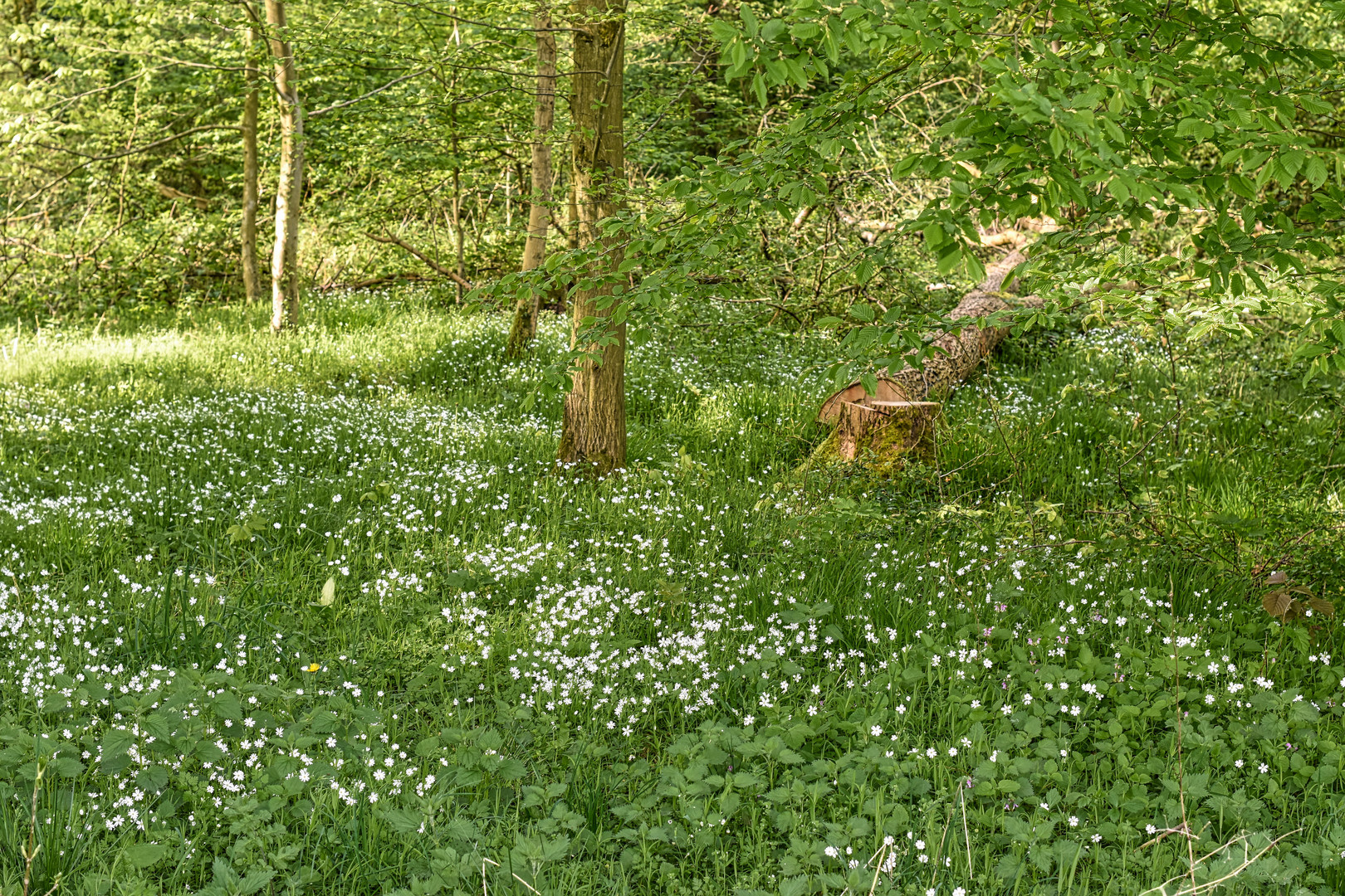 Mittwochsblümchen - ein Blütenteppich