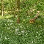 Mittwochsblümchen - ein Blütenteppich