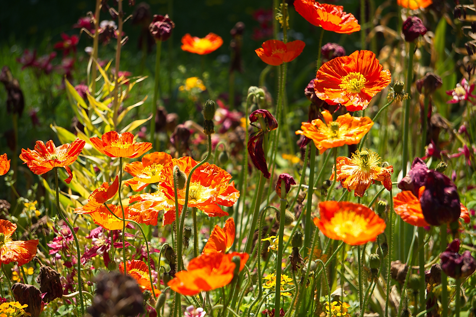 Mittwochsblümchen - Ein Feuerwerk aus Mohnblüten