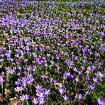 Mittwochsblümchen - Ein Meer von Elfen-Krokussen am alten Friedhof