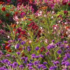 Mittwochsblümchen - Ein Teppich aus tausenden Blüten