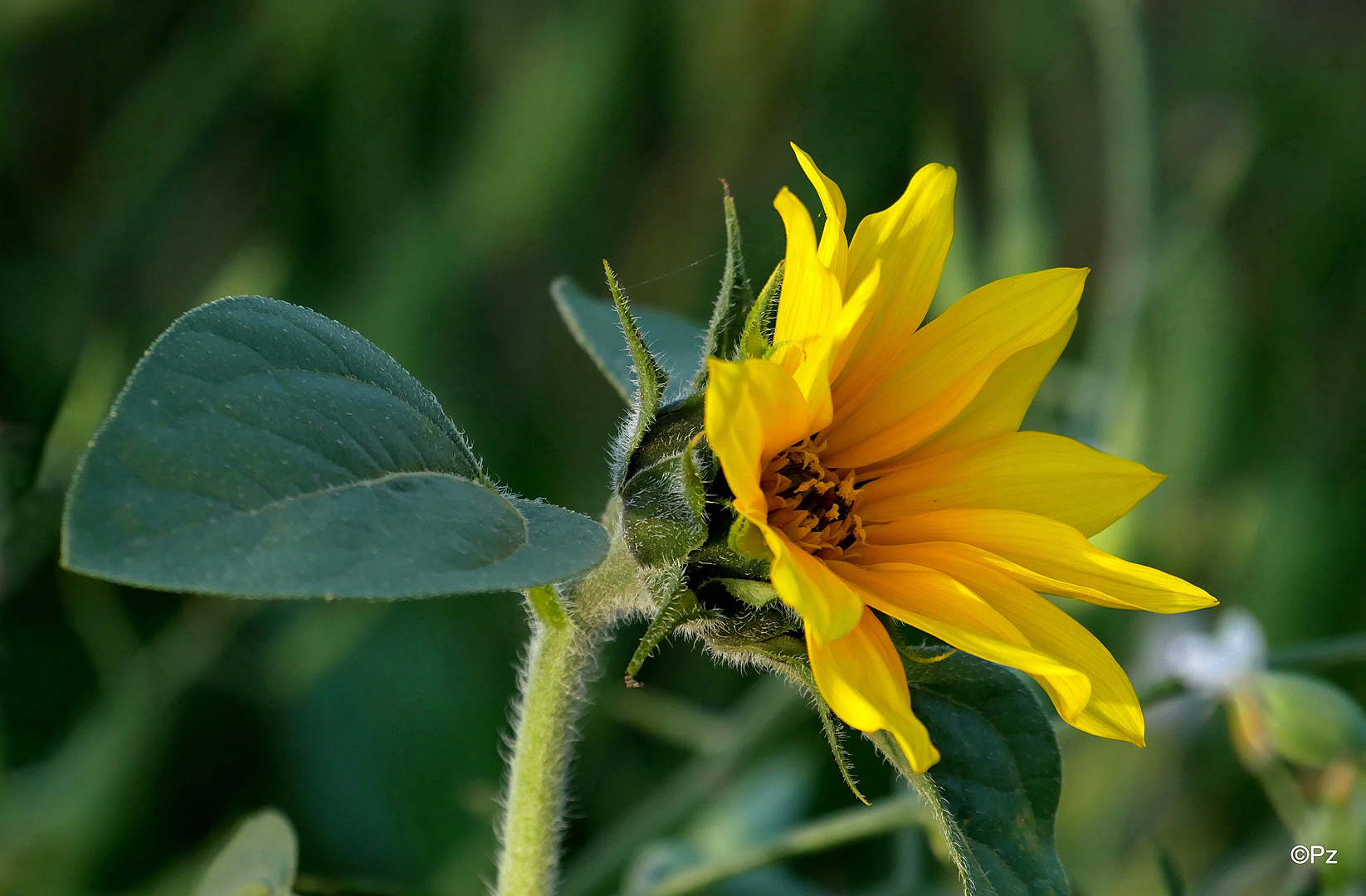 Mittwochsblümchen Eine kleine Sonnenblume Foto & Bild pflanzen