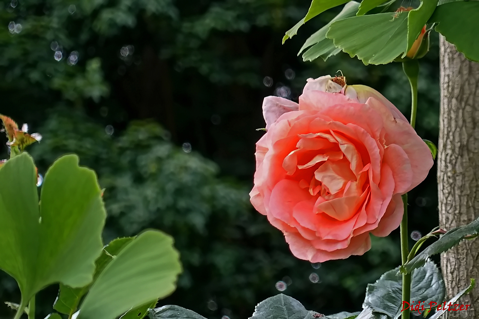 Mittwochsblümchen: Eine Rose im Ginkgobaum ...