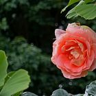 Mittwochsblümchen: Eine Rose im Ginkgobaum ...