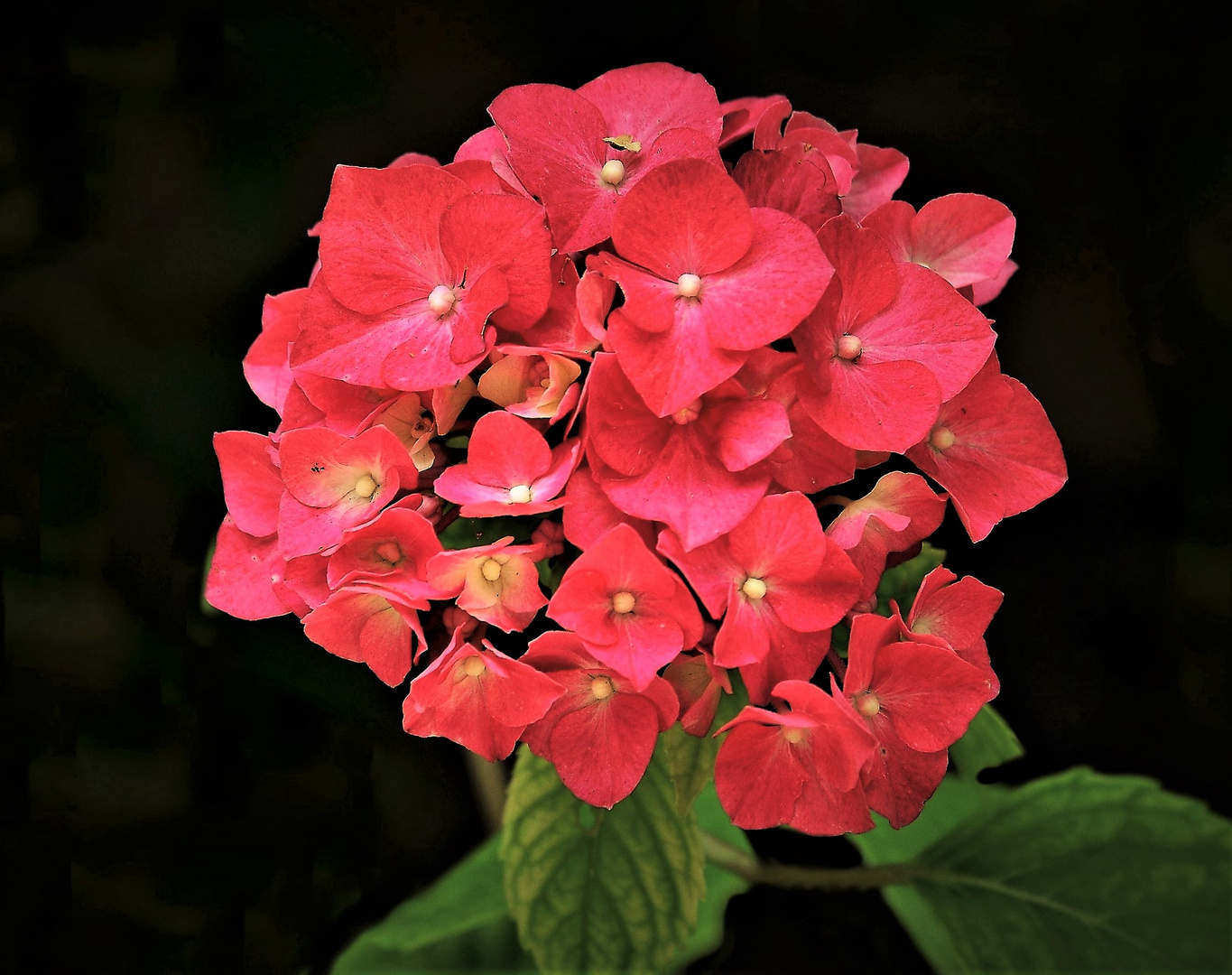 Mittwochsblümchen, eine  rote  Hortensie 