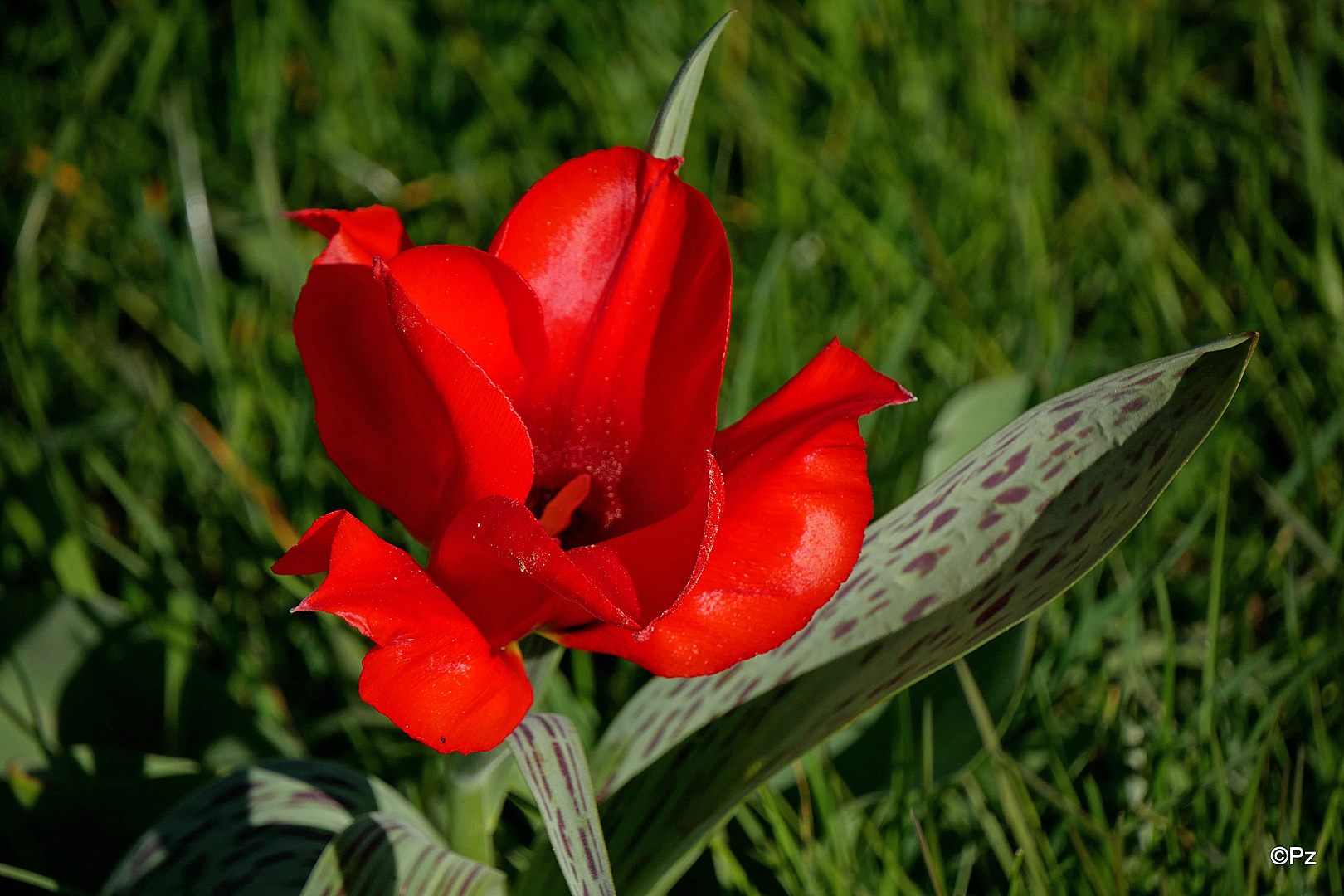 Mittwochsblümchen: Eine Tulpe am Wegesrand ... 