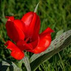 Mittwochsblümchen: Eine Tulpe am Wegesrand ... 