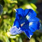 Mittwochsblümchen - Enzian im Garten