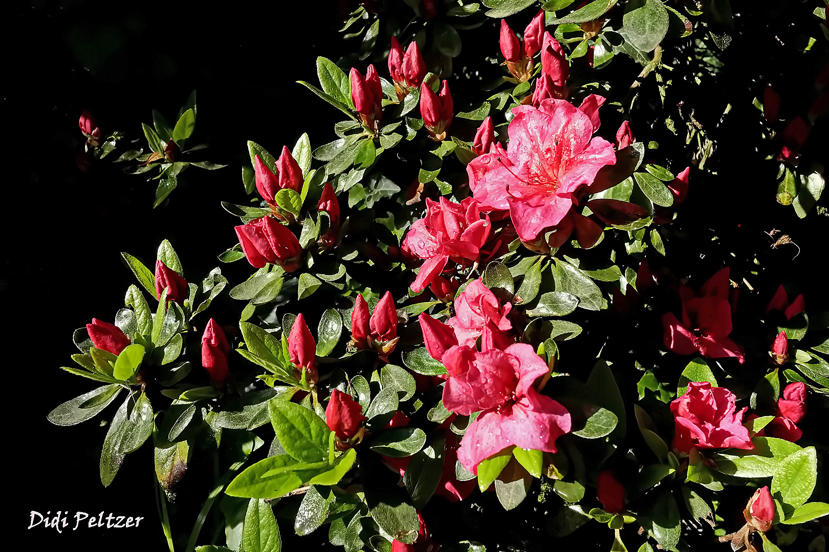Mittwochsblümchen: Erste Azaleenblüten ...