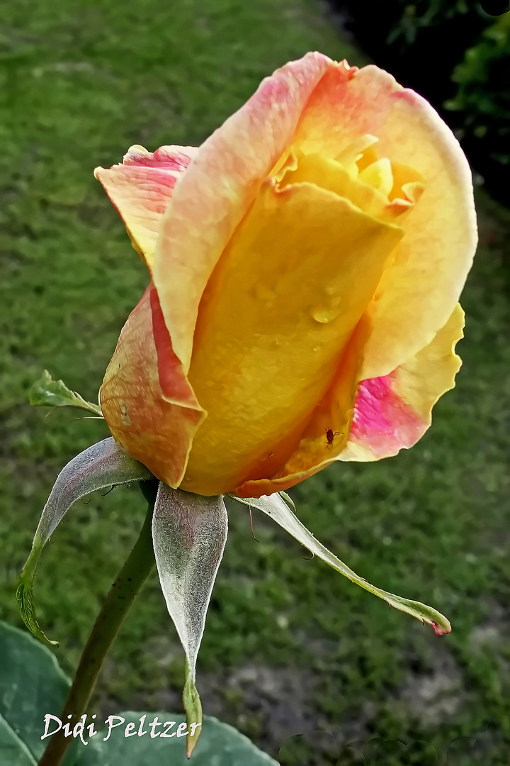 Mittwochsblümchen: Erste Edelrosenblüte ...