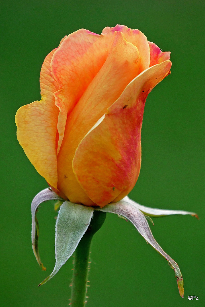 Mittwochsblümchen: Erste Gartenrose ...