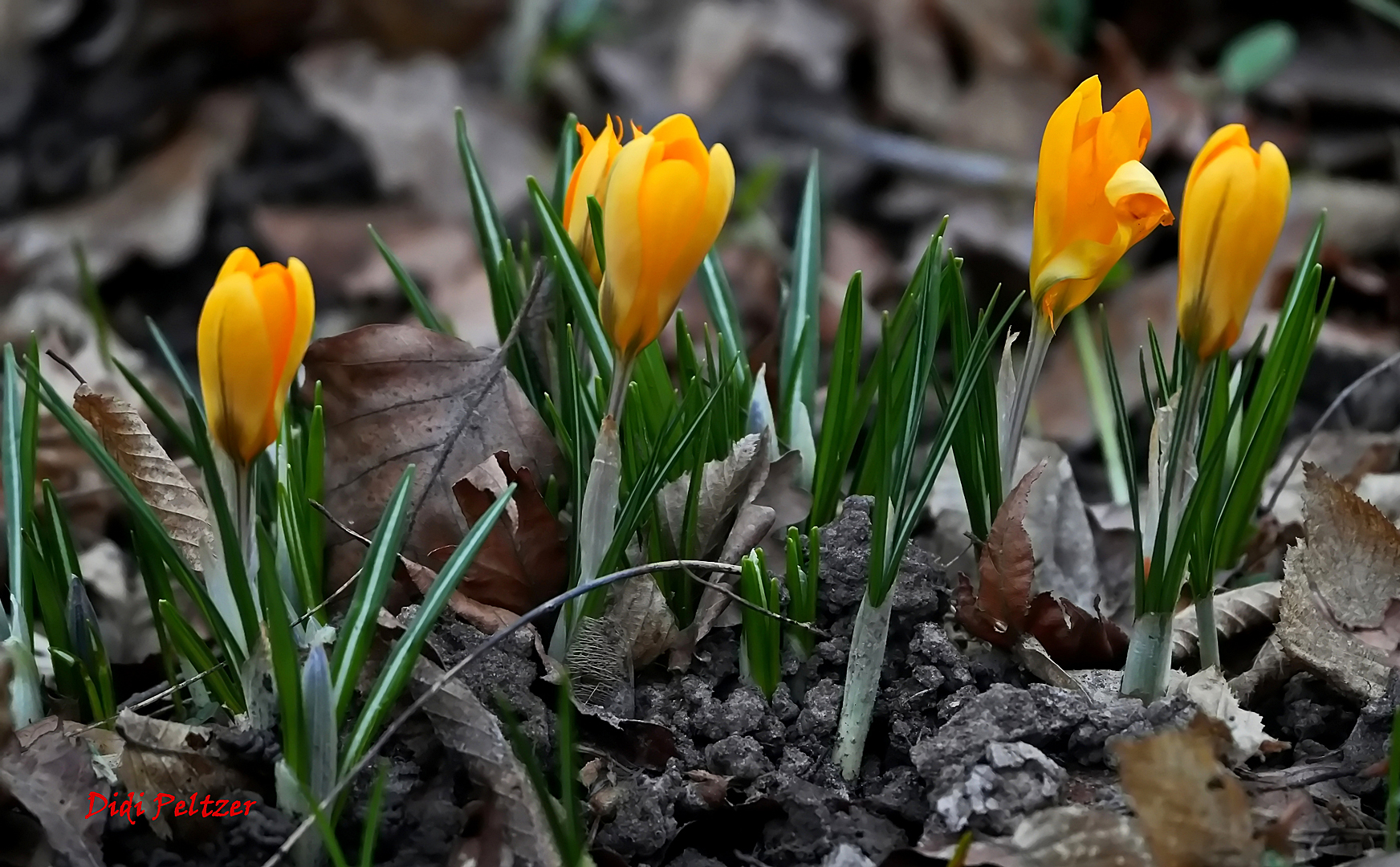 Mittwochsblümchen: Erste Krokusse ...