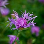 Mittwochsblümchen -etwas feuchte Flockenblume