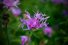 Mittwochsblümchen -etwas feuchte Flockenblume