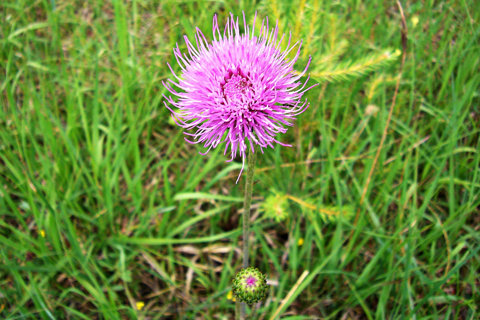 Mittwochsblümchen