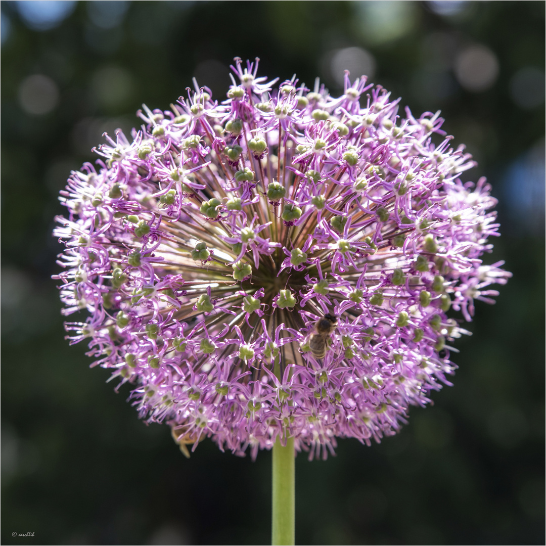 Mittwochsblümchen