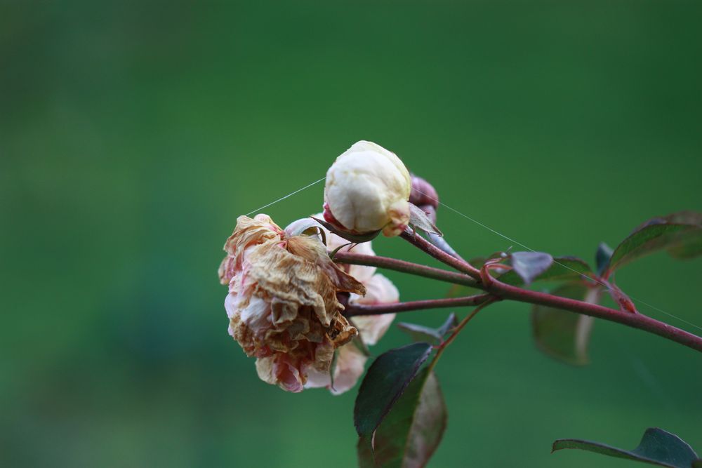 Mittwochsblümchen