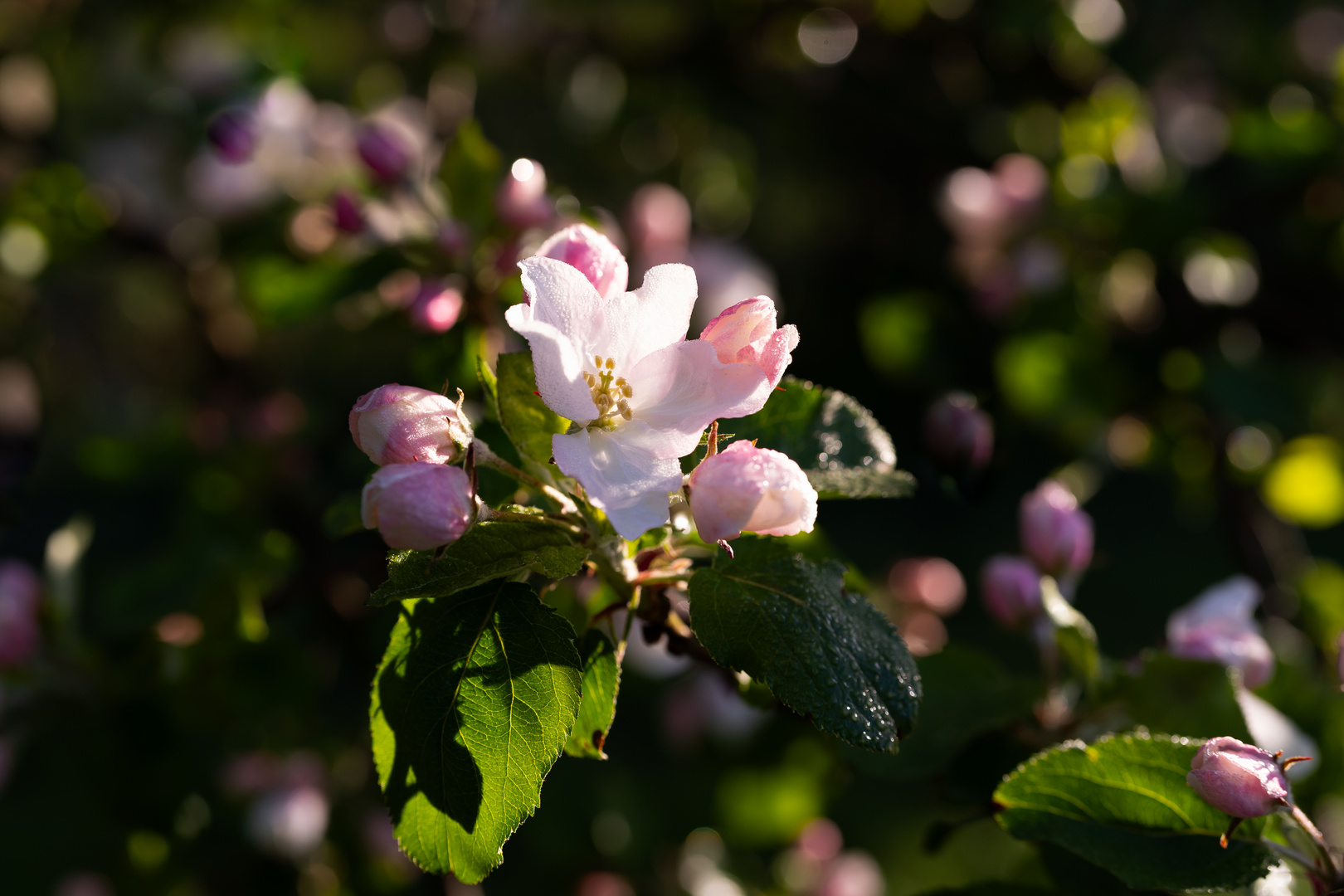 Mittwochsblümchen