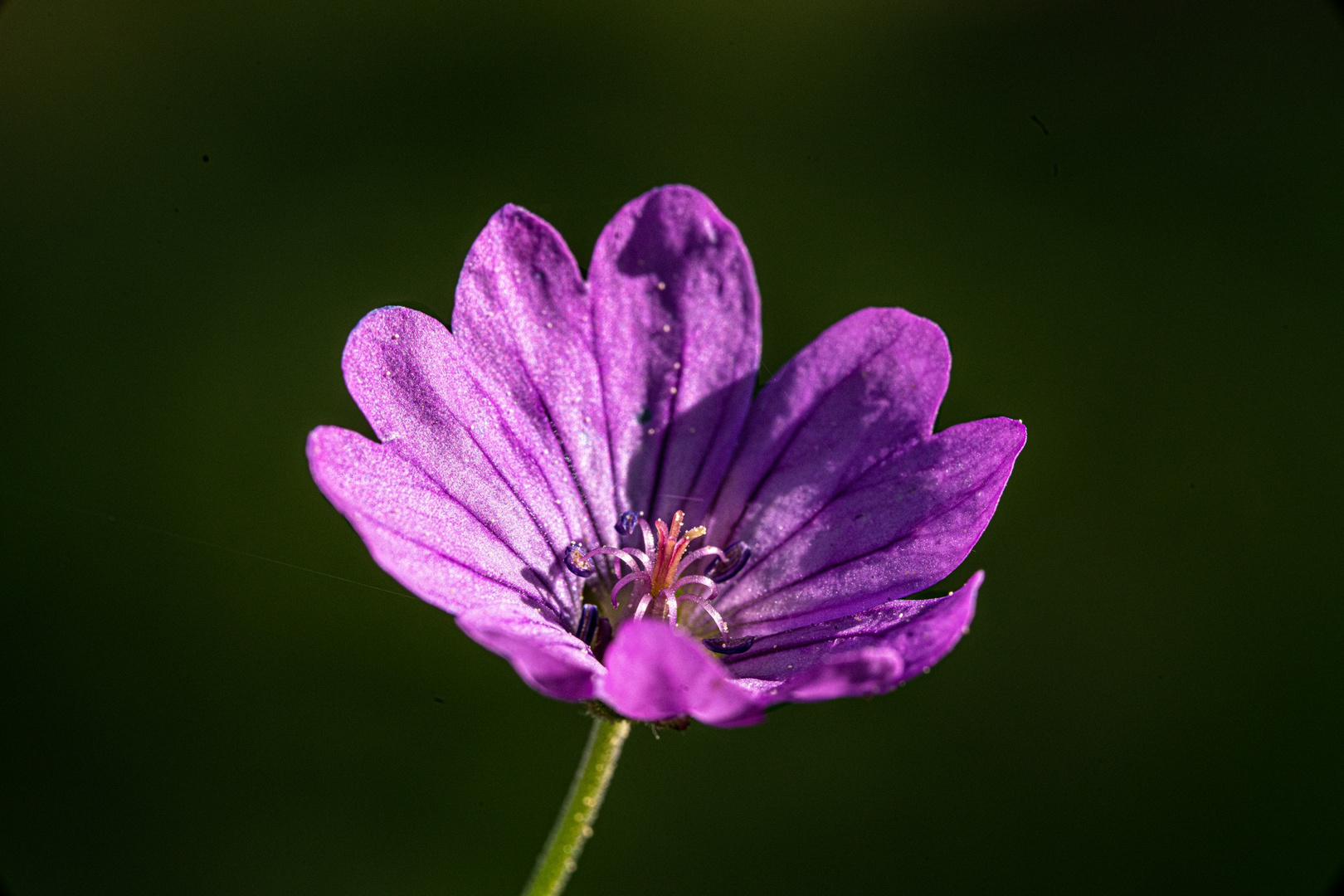 Mittwochsblümchen 