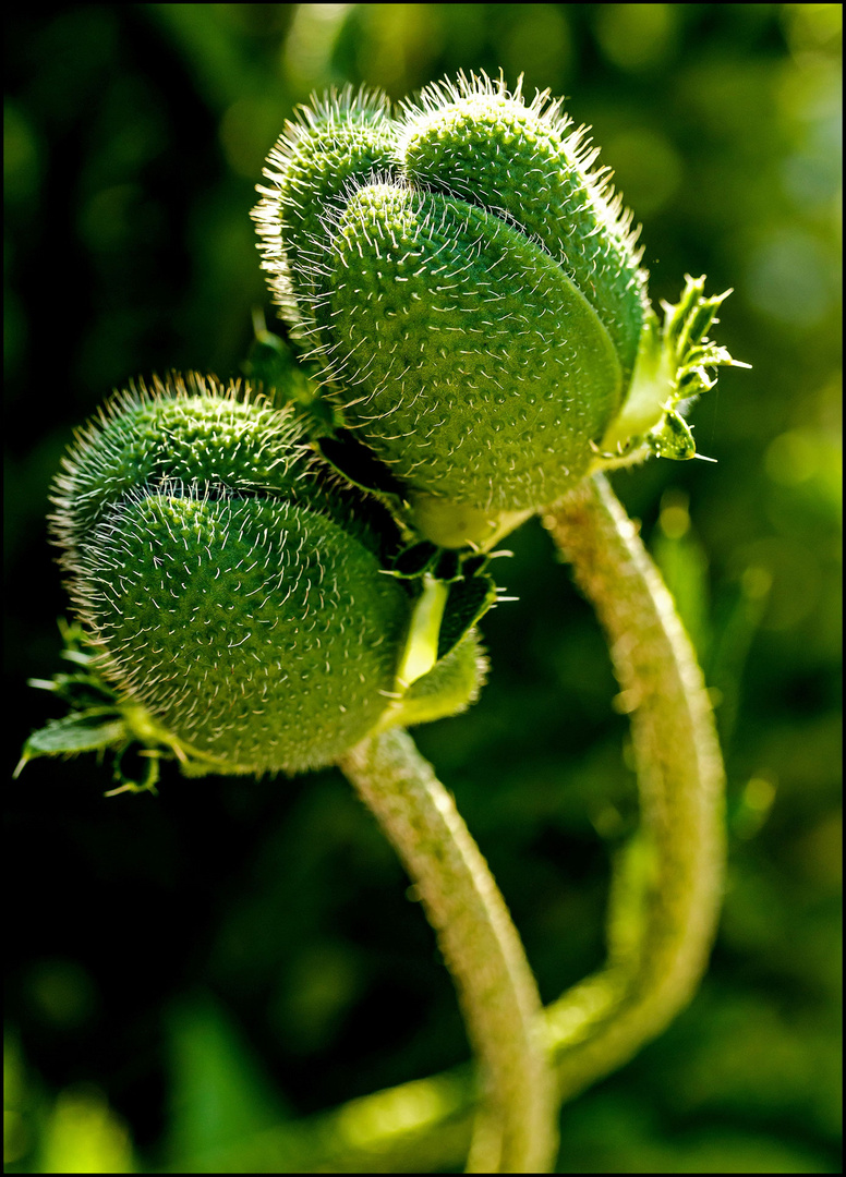 Mittwochsblümchen !!!