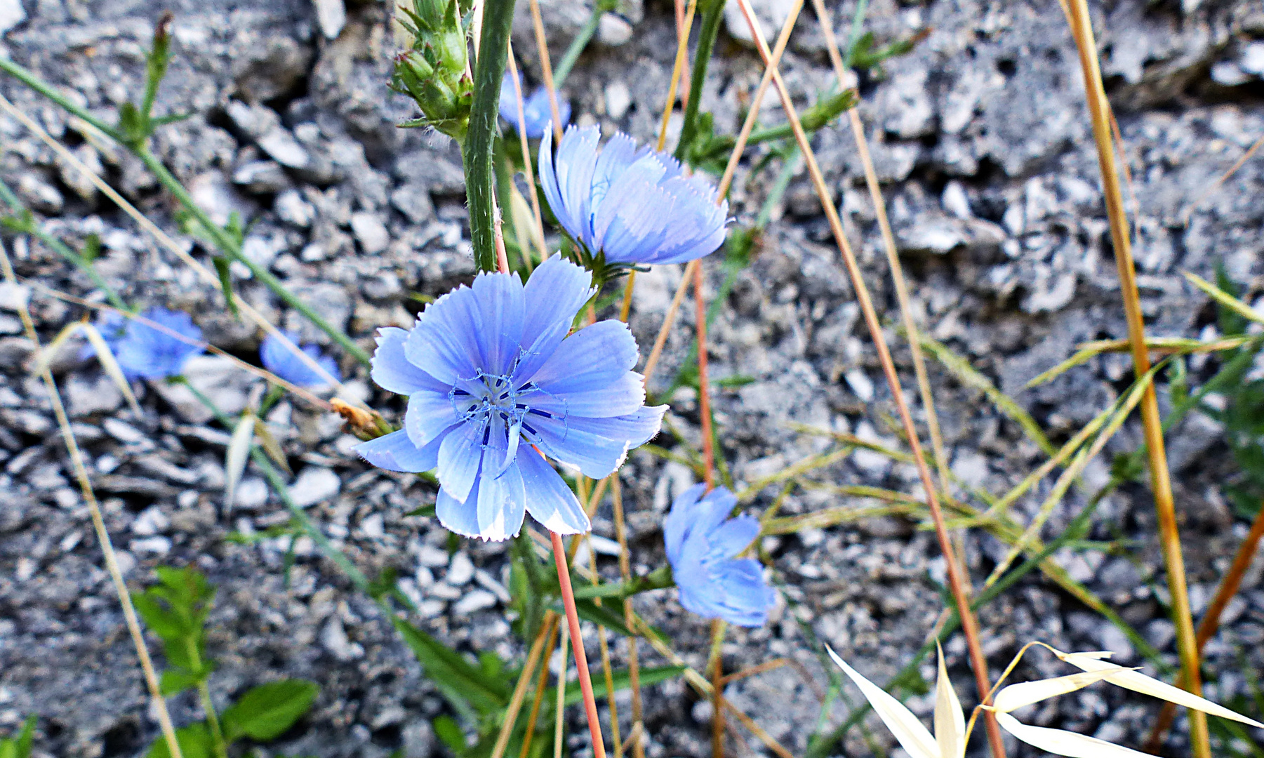 Mittwochsblümchen