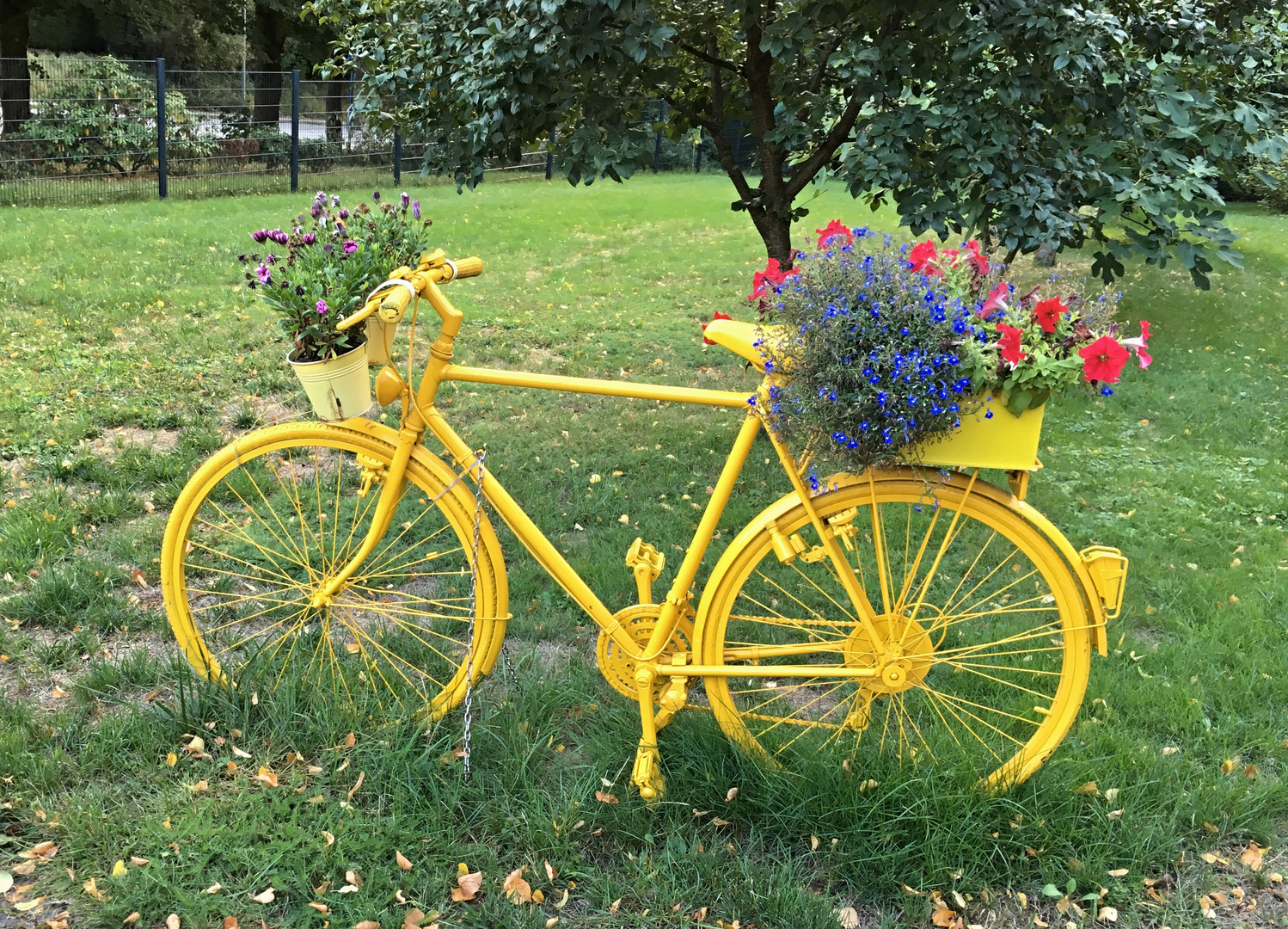 Mittwochsblümchen fahren Rad