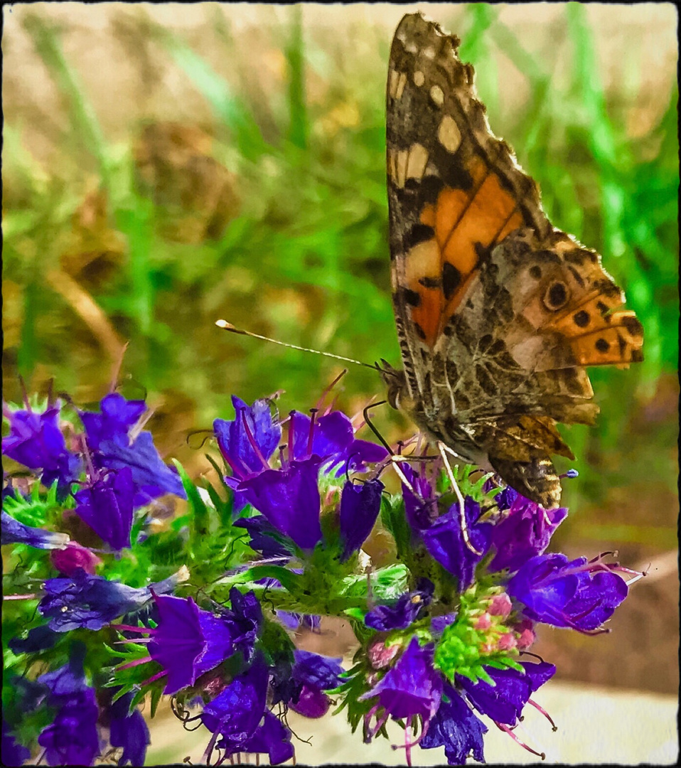 Mittwochsblümchen- Falter inmitten von Blüten