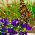 Mittwochsblümchen- Falter inmitten von Blüten