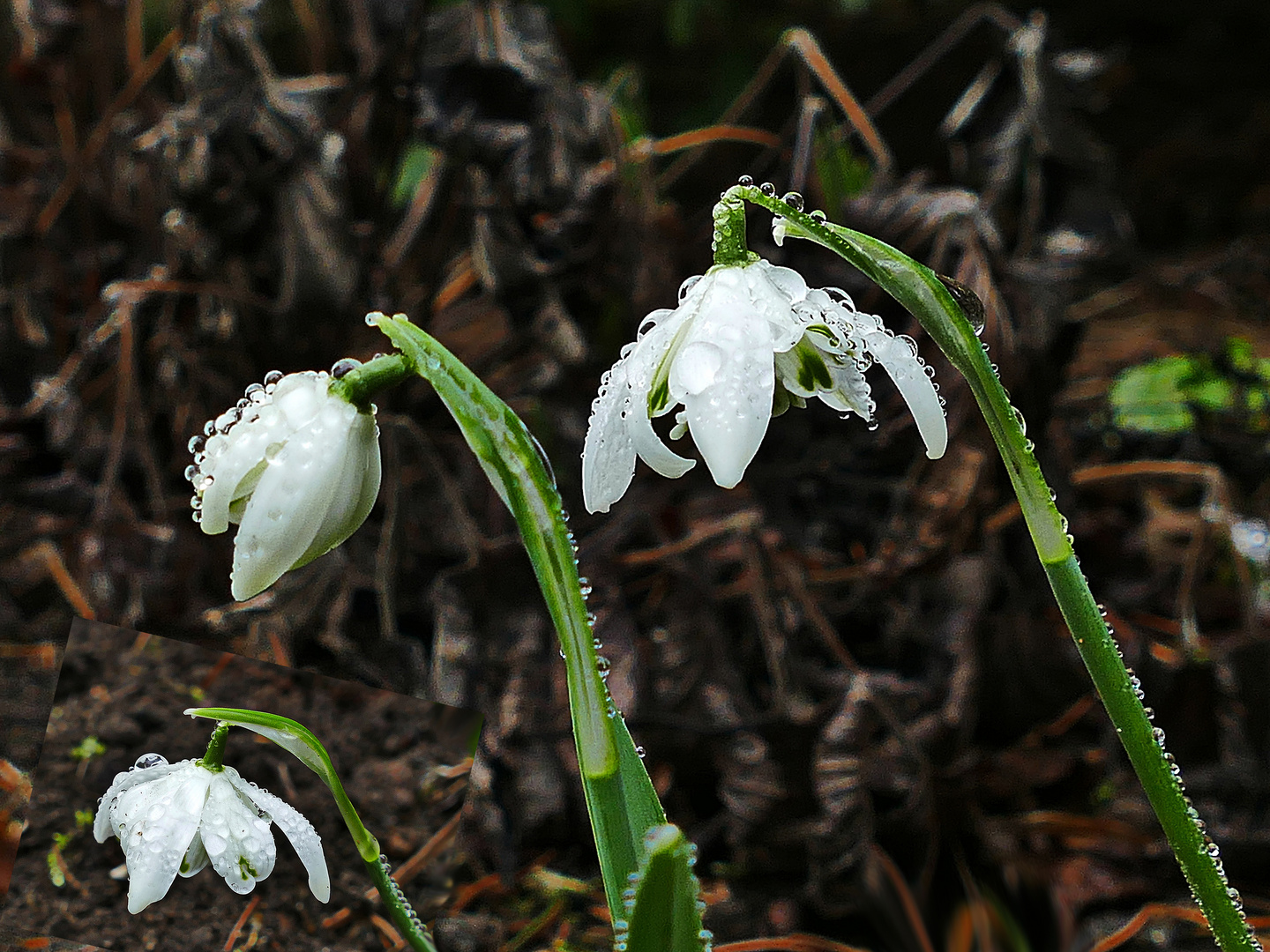 Mittwochsblümchen