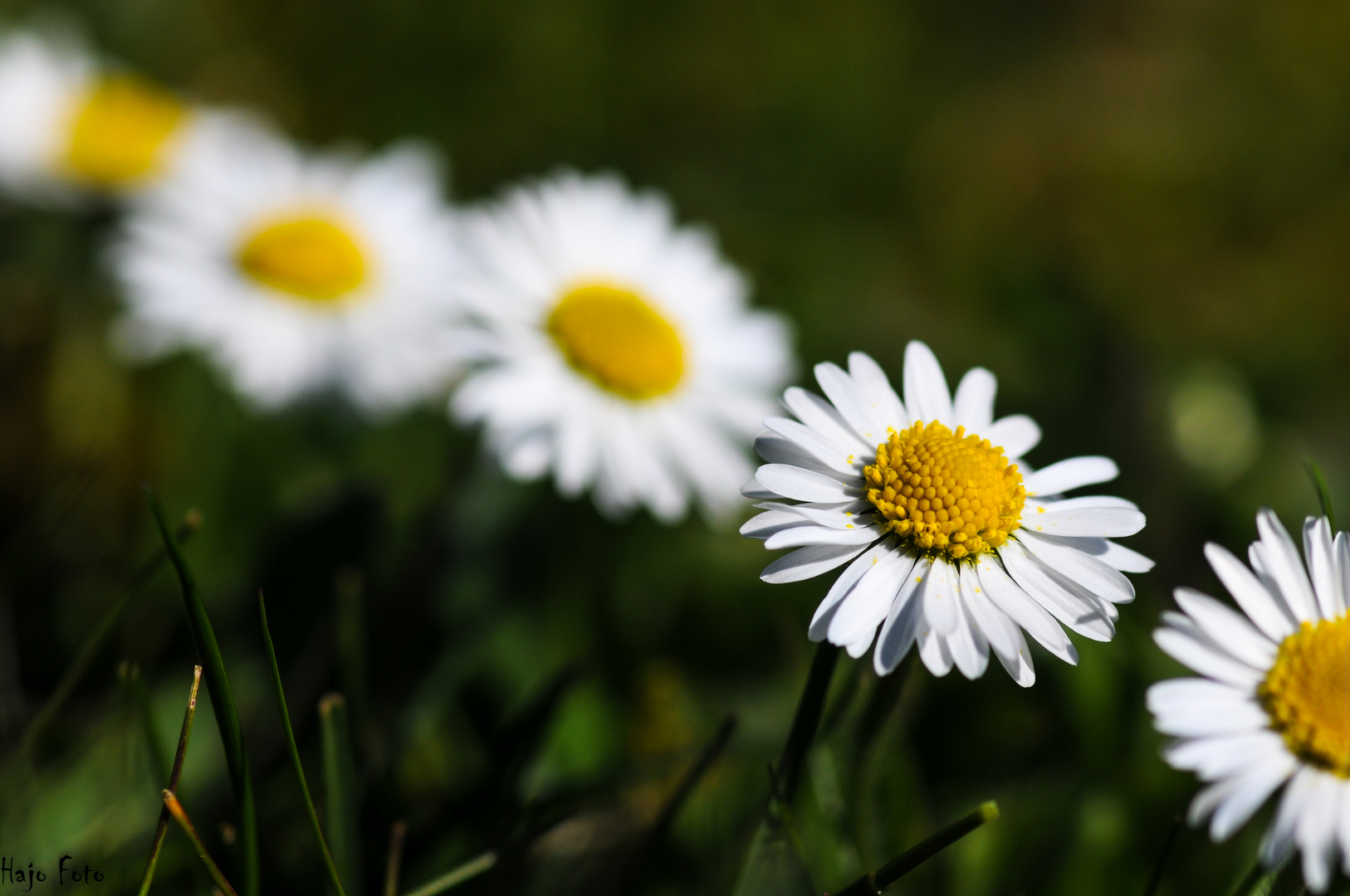 Mittwochsblümchen