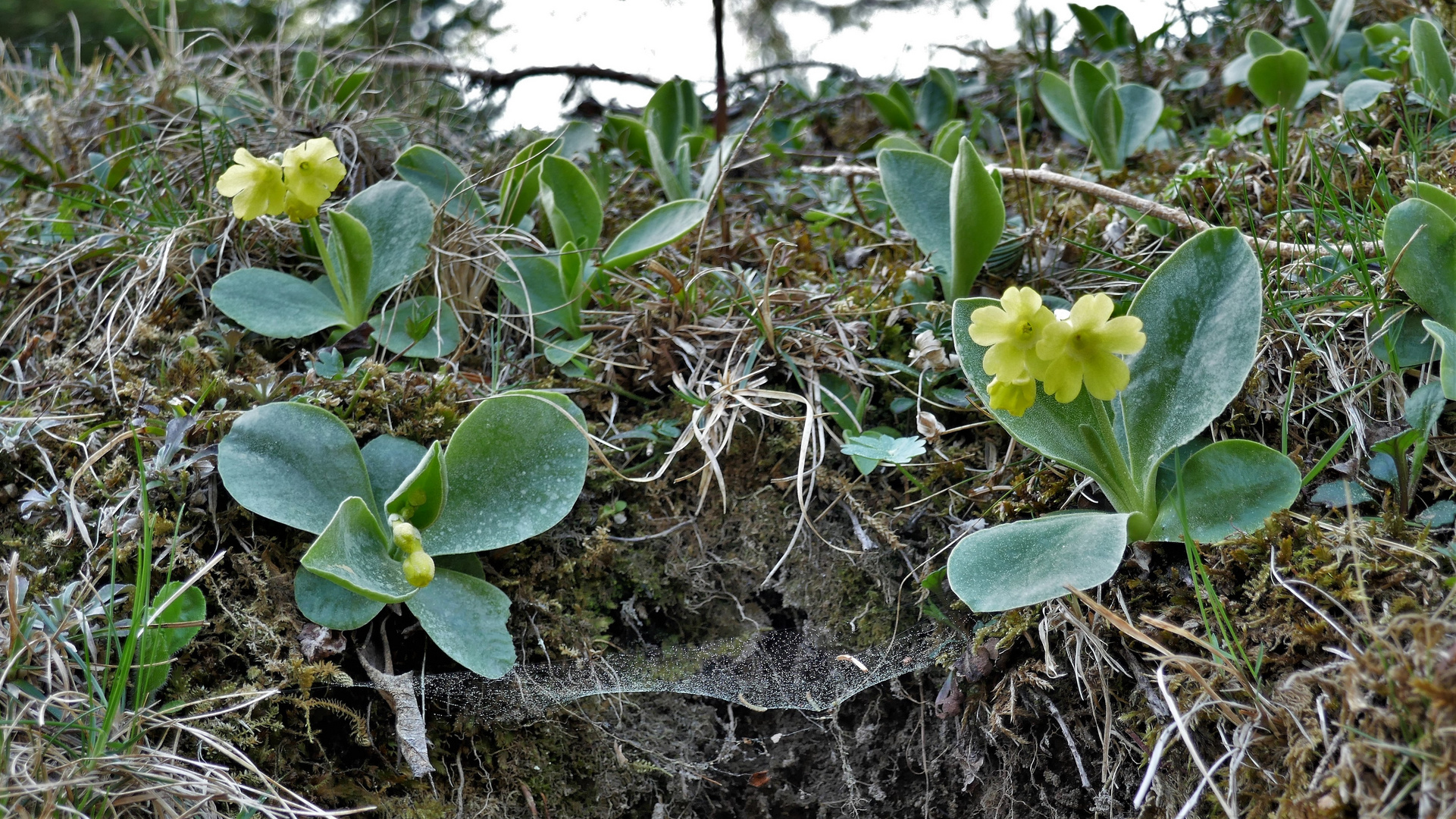 Mittwochsblümchen: Felsaurikel