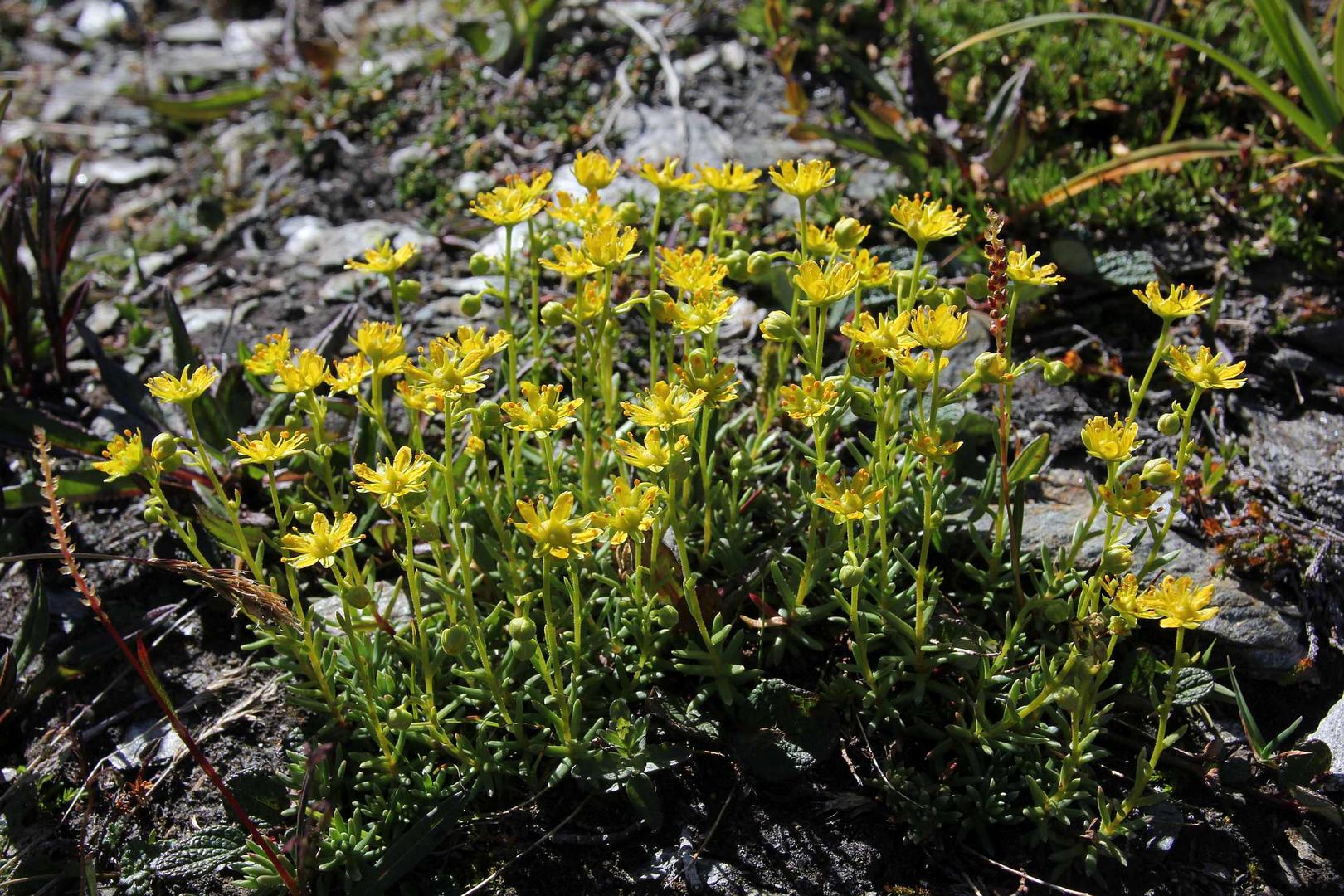 Mittwochsblümchen - Fetthennen-Steinbrech (Saxifraga aizoides)...