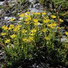 Mittwochsblümchen - Fetthennen-Steinbrech (Saxifraga aizoides)...